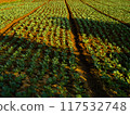 Cabbage farm plantation in with warm evening sunlight 117532748