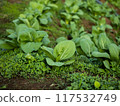Cabbage farm plantation in with warm evening sunlight 117532749