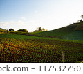 Young Cabbage growing on ground with warm evening sunlight 117532750