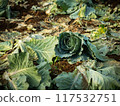 Damage Cabbage with warm evening sunlight 117532751