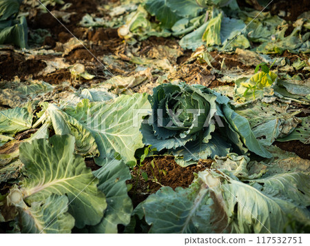 Damage Cabbage with warm evening sunlight Damage Cabbage with warm evening sunlight 117532751