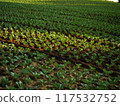 Young Cabbage growing on ground with warm evening sunlight 117532752