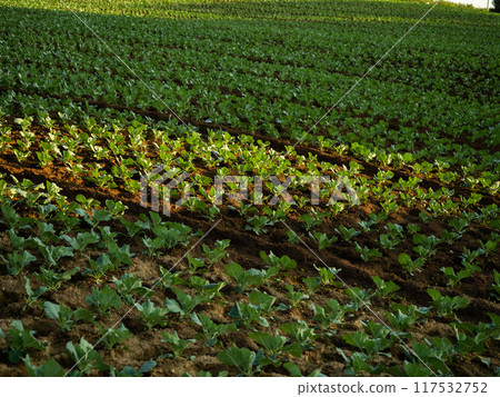 Young Cabbage growing on ground with warm evening sunlight Young Cabbage growing on ground with warm evening sunlight 117532752