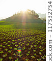 Young Cabbage growing on ground with warm evening sunlight 117532754