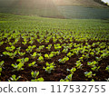 Young Cabbage growing on ground with warm evening sunlight 117532755