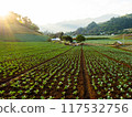 Young Cabbage growing on ground with warm evening sunlight 117532756