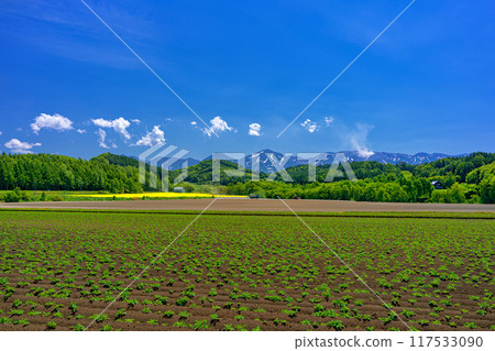 Early summer hill scenery in Biei, Hokkaido Early summer hill scenery in Biei, Hokkaido 117533090