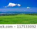 Scenery of wheat fields in early summer in Biei, Hokkaido Scenery of wheat fields in early summer in Biei, Hokkaido 117533092
