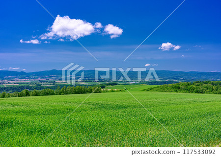 Scenery of wheat fields in early summer in Biei, Hokkaido 117533092