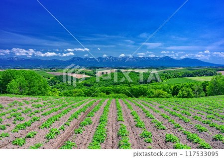 Scenery from Goryo Hill in early summer in Biei, Hokkaido 117533095