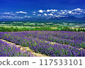 Kamifurano Town, Hokkaido Scenery of flower fields in early summer Kamifurano Town, Hokkaido Scenery of flower fields in early summer 117533101