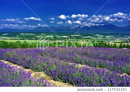 Kamifurano Town, Hokkaido Scenery of flower fields in early summer 117533101