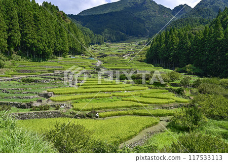 八月的四谷千枚田（愛知縣新城） 117533113