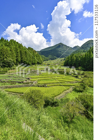 Yotsuya Senmaida in August (Shinshiro City, Aichi Prefecture) 117533116
