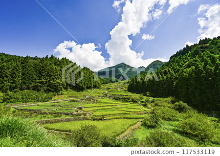 Yotsuya Senmaida in August (Shinshiro City, Aichi Prefecture) 117533119