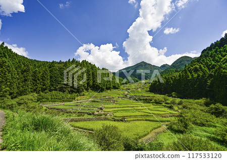 Yotsuya Senmaida in August (Shinshiro City, Aichi Prefecture) Yotsuya Senmaida in August (Shinshiro City, Aichi Prefecture) 117533120