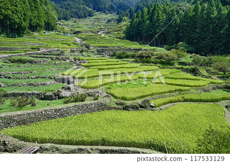 八月的四谷千枚田（愛知縣新城） 117533129