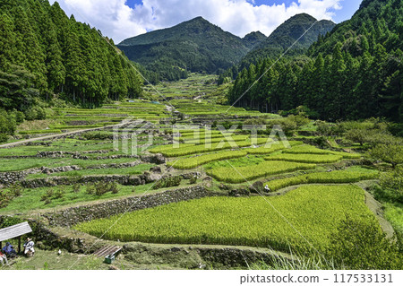 Yotsuya Senmaida in August (Shinshiro City, Aichi Prefecture) 117533131