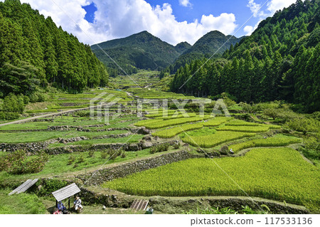 Yotsuya Senmaida in August (Shinshiro City, Aichi Prefecture) 117533136