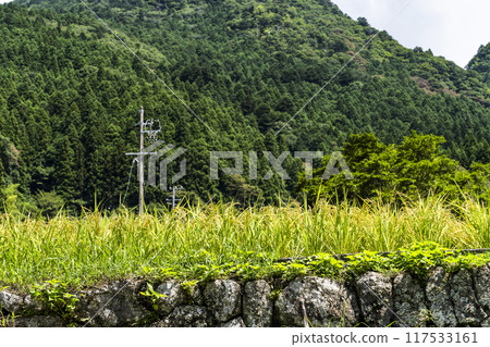 稻米（八月） 117533161