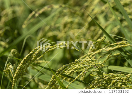 Rice (August) Rice (August) 117533192