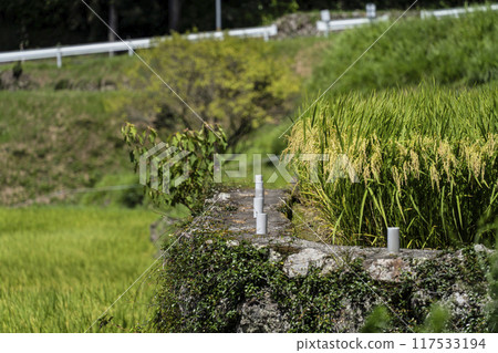 稻米(八月) 稻米(八月) 117533194
