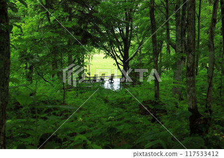 A view of a terrace with deck chairs from inside a northern forest 117533412