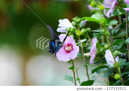 A swallowtail butterfly sucking nectar from a flower 117533521