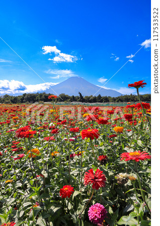 從百日菊盛開的山中湖花宮湖公園眺望夏日的富士山 從百日菊盛開的山中湖花宮湖公園眺望夏日的富士山 117533522