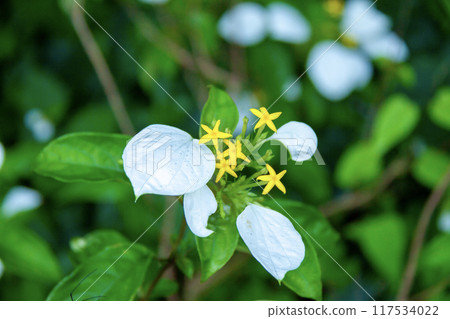 生長在森林入口處的Conlonca(手帕花) 生長在森林入口處的Conlonca(手帕花) 117534022