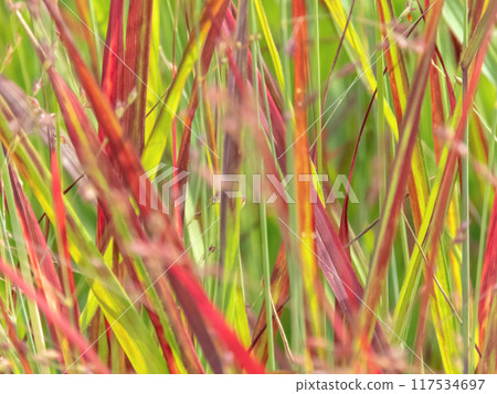 Panicum virgatum or switchgrass ornamental grass colorful foliage Panicum virgatum or switchgrass ornamental grass colorful foliage 117534697