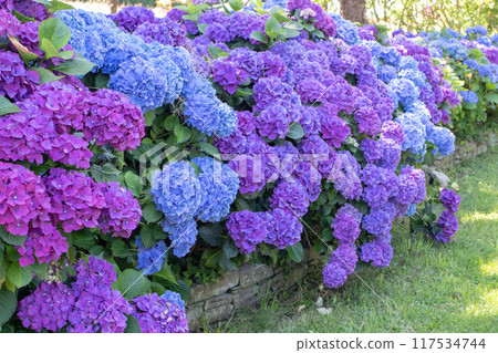 Hydrangea macrophylla ornamental shrubs with purple and blue flowers garden hedge. 117534744