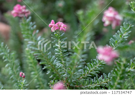 Grevillea lanigera or woolly grevillea flowering plant in the family Proteaceae endemic to Australia 117534747