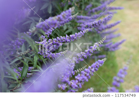 Vitex agnus-castus,vitex, chaste tree,chastetree, chasteberry, Abraham's balm,lilac chastetree or monk's pepper purple flowers 117534749
