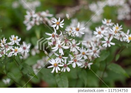 Eurybia divaricata, aster divaricatus or white wood aster small white flowers Eurybia divaricata, aster divaricatus or white wood aster small white flowers 117534750