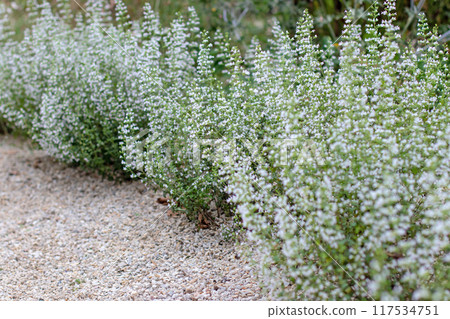 Calamintha nepeta or calamint plants with small white delicate flowers. Calamintha nepeta or calamint plants with small white delicate flowers. 117534751