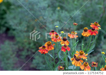 Helenium hybrid bright flowers on the dark green garden background Helenium hybrid bright flowers on the dark green garden background 117534752