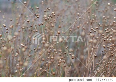 Linum usitatissimum, common flax, flax or linseed dry seeds capsules at the field. 117534779
