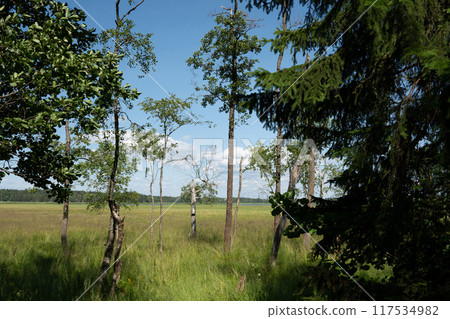 森林之外可見的自然保護區濕地:芬蘭 森林之外可見的自然保護區濕地:芬蘭 117534982