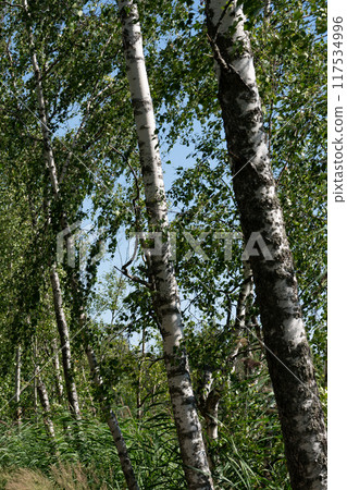 Fresh green birch trees 117534996
