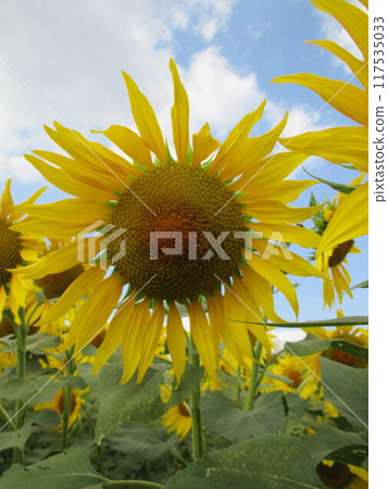 A bright yellow sunflower flower that blooms in large flowers in autumn. A bright yellow sunflower flower that blooms in large flowers in autumn. 117535033
