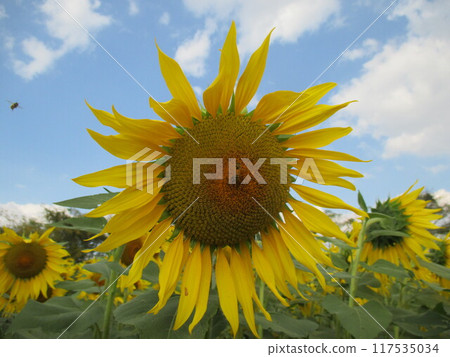 A bright yellow sunflower flower that blooms in large flowers in autumn. A bright yellow sunflower flower that blooms in large flowers in autumn. 117535034