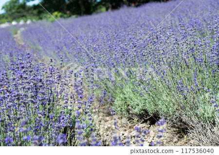 [薰衣草田 Nananari Sawa 和 Tombo] 117536040