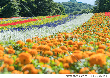 [Flower field] 117536041