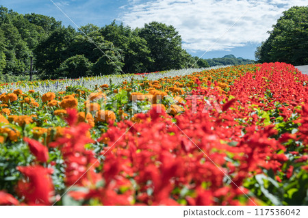 [Flower field] 117536042