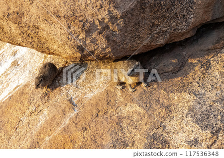 Hyrax near Spitzkoppe 117536348