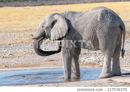 African Elephant drinking at a waterhole 117536370