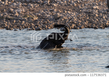 Bathing Elephants in Etosha 117536371