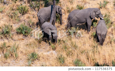 Aeral shot of a herd of elephants 117536375