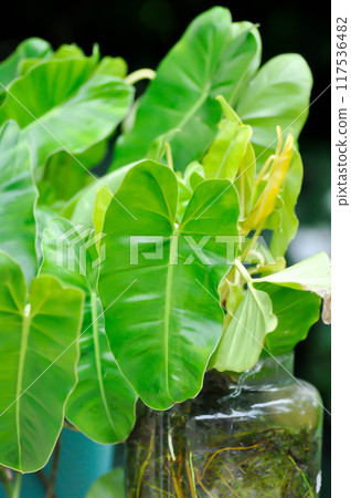 Philodendron burle marxii, Philodendron or ARACEAE Philodendron burle marxii, Philodendron or ARACEAE 117536482